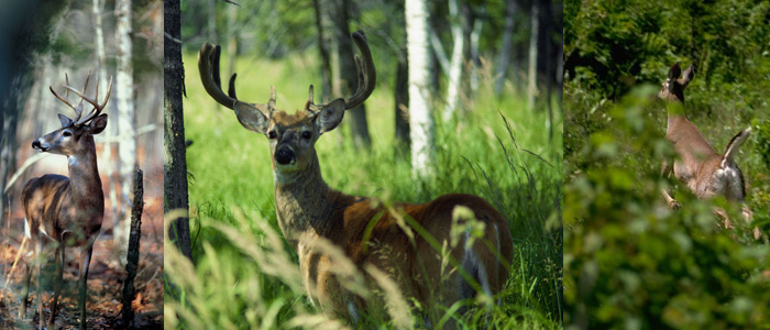 Deer Images - AA Winter Hunt